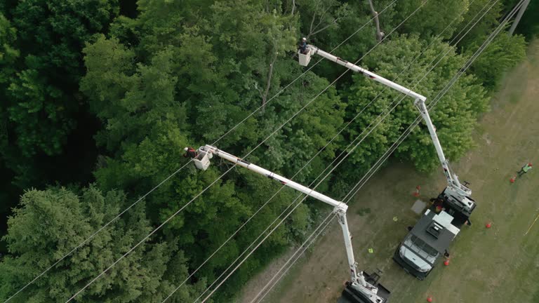 Best Tree Removal  in Belle Plaine, MN