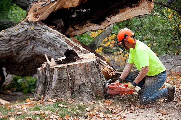 Best Tree Maintenance Programs  in Belle Plaine, MN