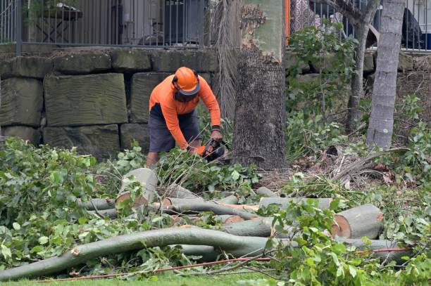 How Our Tree Care Process Works  in  Belle Plaine, MN