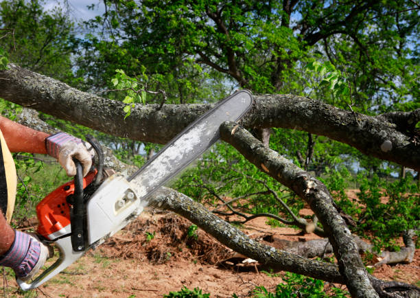 Best Emergency Tree Removal  in Belle Plaine, MN